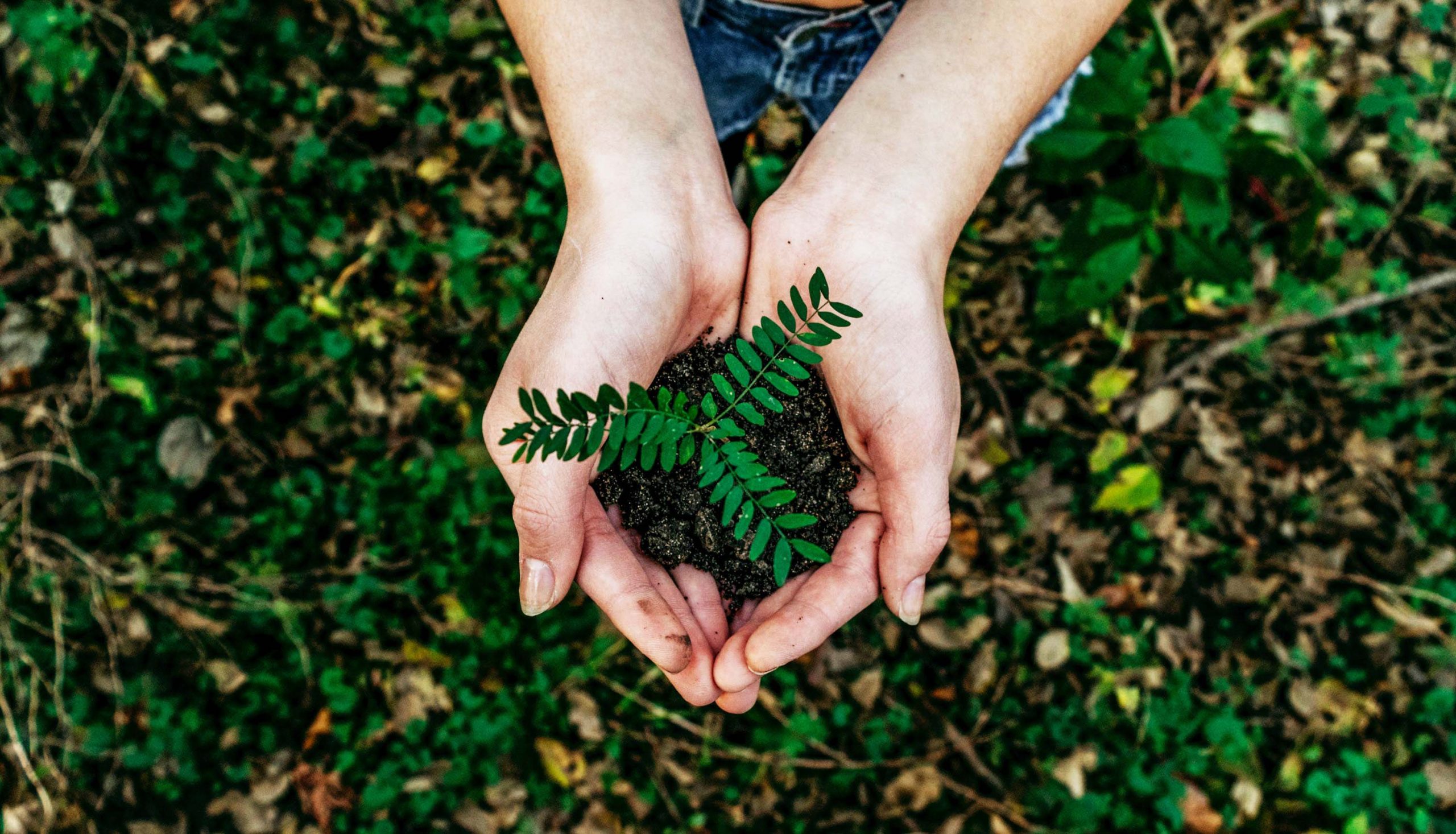 Holding plant in hand